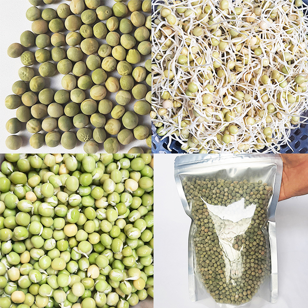 Đậu Hà Lan nhập khẩu chuyên ủ đậu mầm gói 1 kg