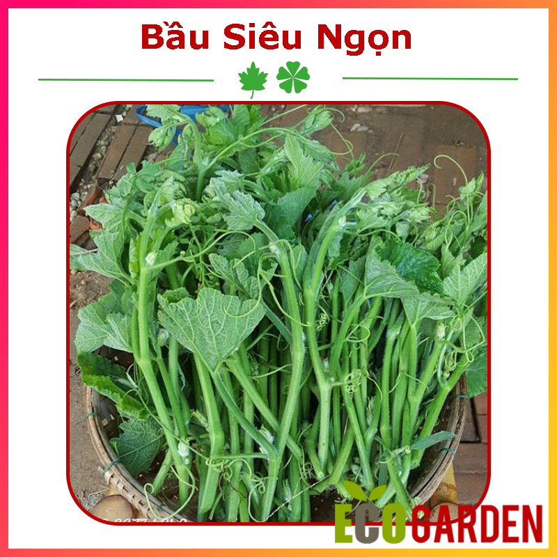 Hạt Giống Bầu Siêu Ngọn (ECO.414)