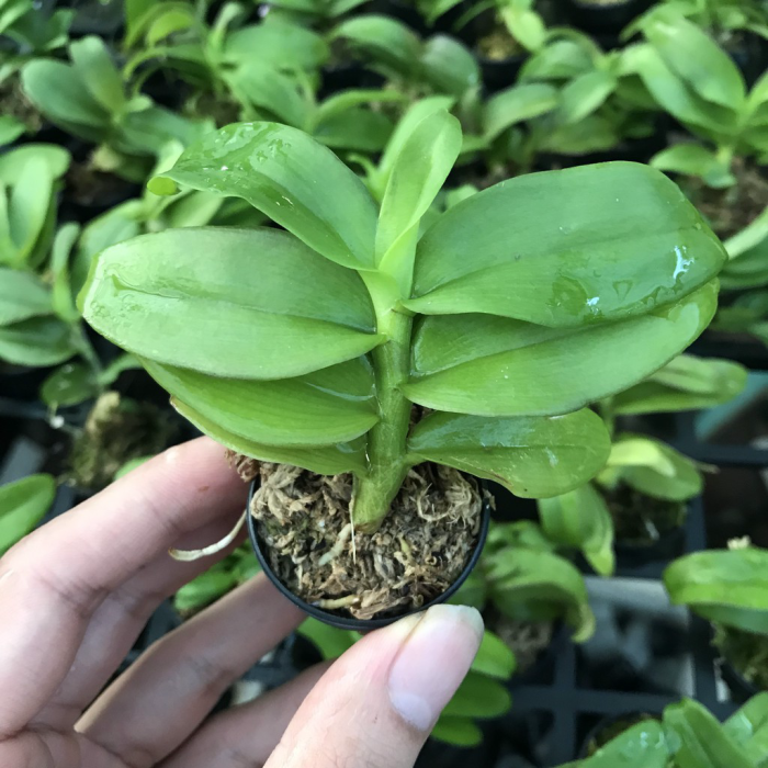 Hoa lan giả hạc, phi điệp lá mít