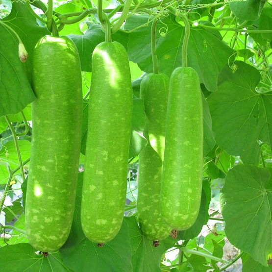 [HCM]10 Hạt Giống Bầu Sao