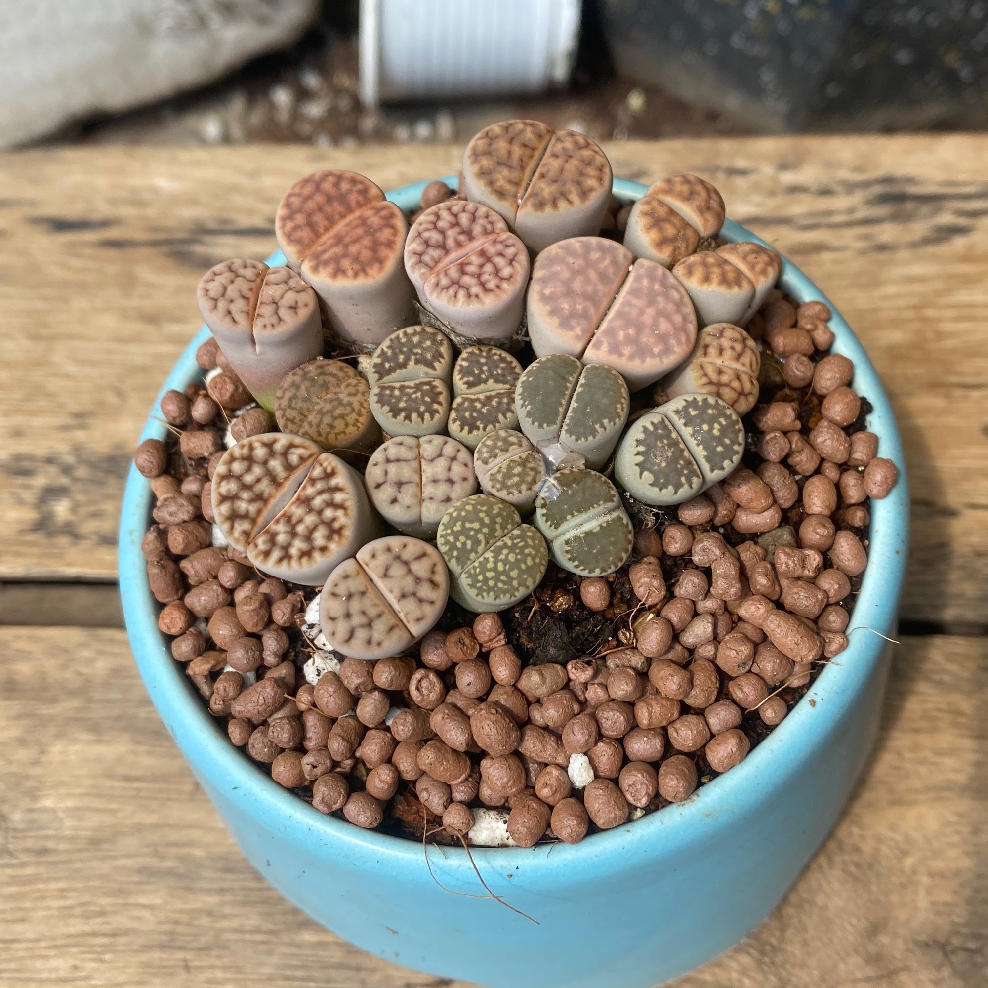 [HCM]SEN MÔNG LITHOPS - TẶNG CHẬU SỨ