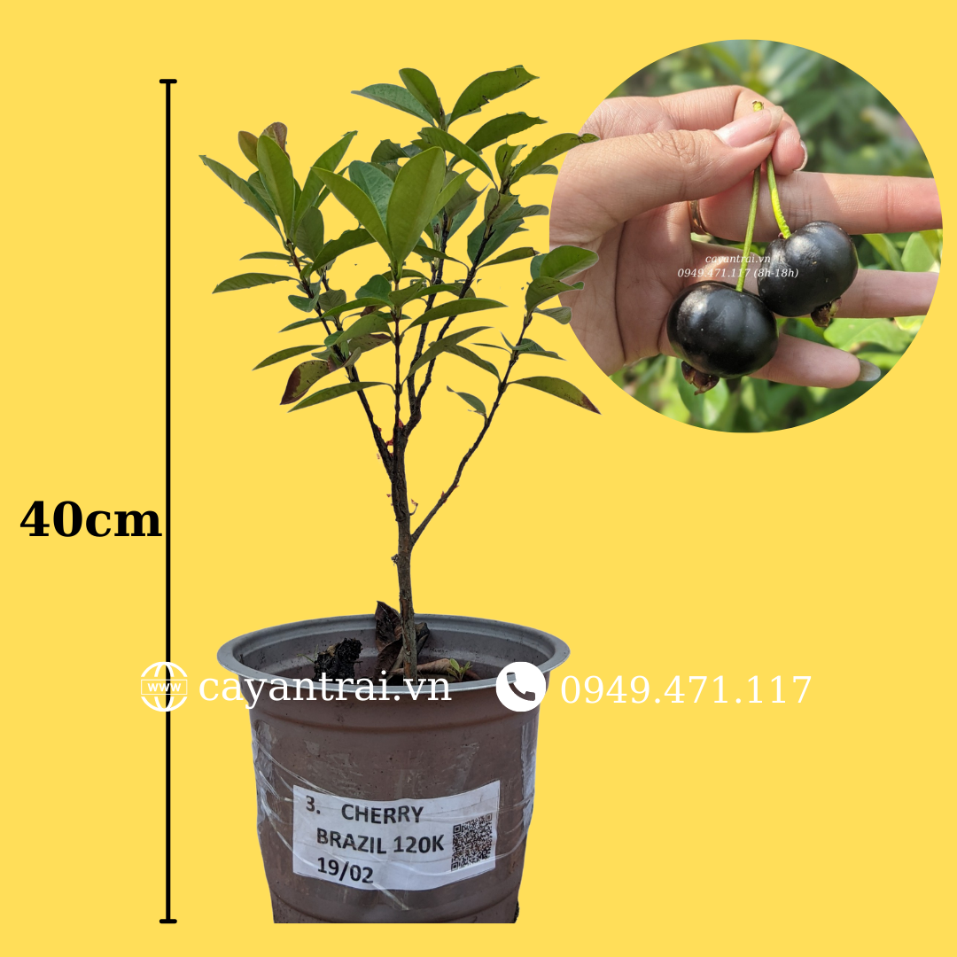Cây Cherry Brazil