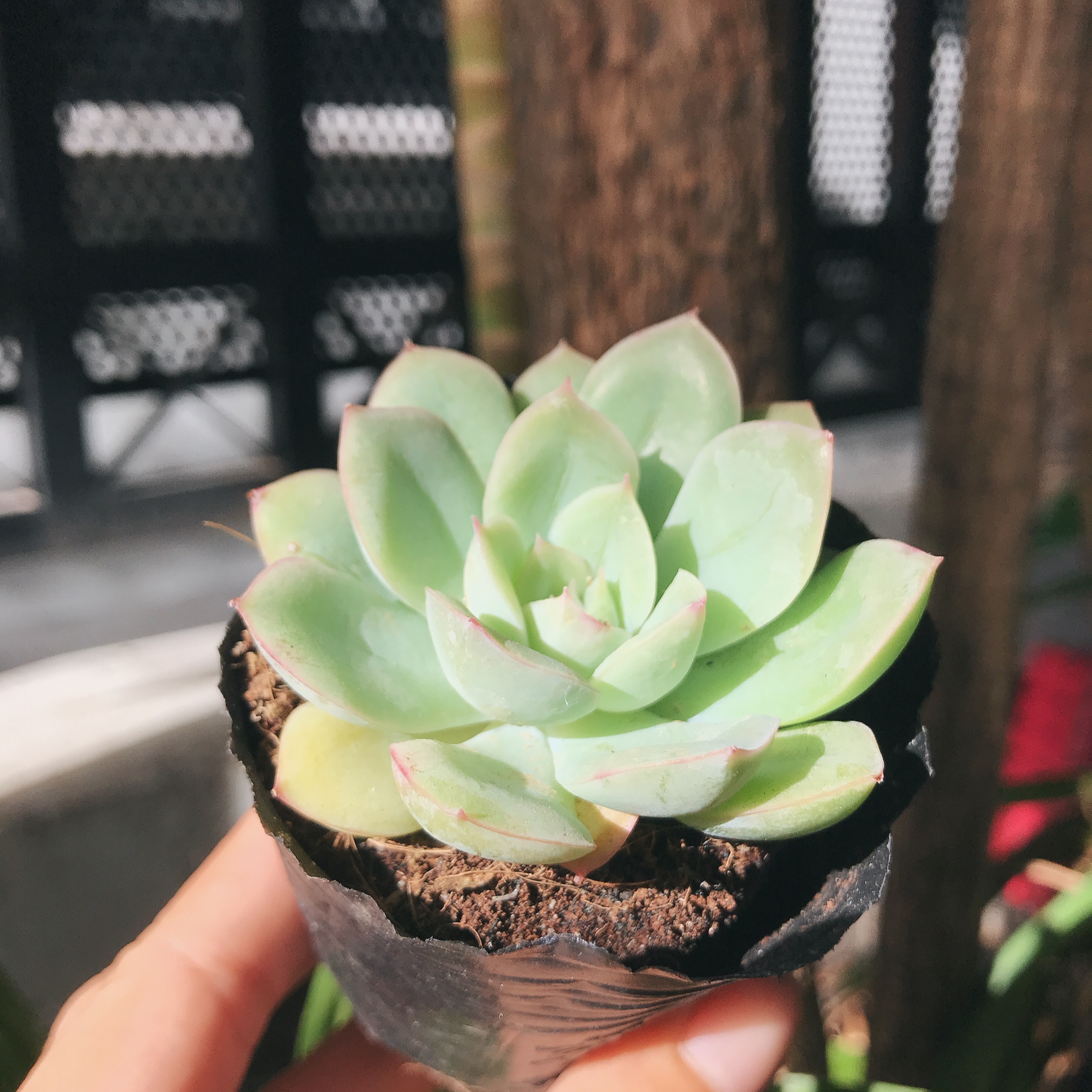 Sen đá Bé Tuyết nhỏ