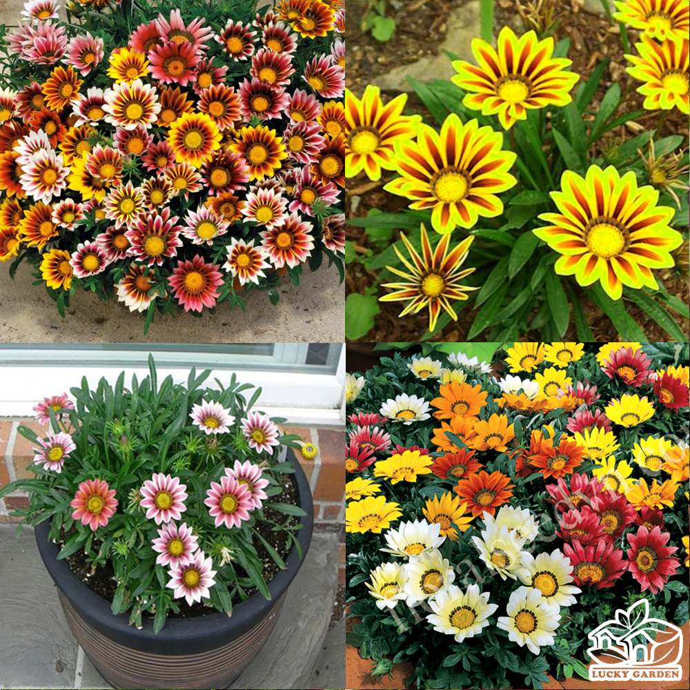 200 hạt giống cúc Huân Chương