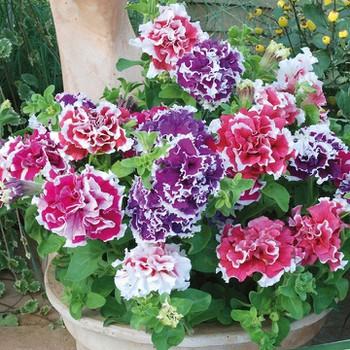 Hạt Giống Hoa Dạ Yến Thảo Kép