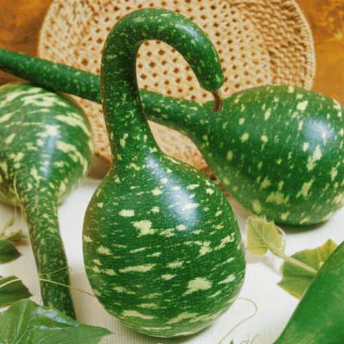Hạt giống bầu thiên nga - gói 5 hạt.