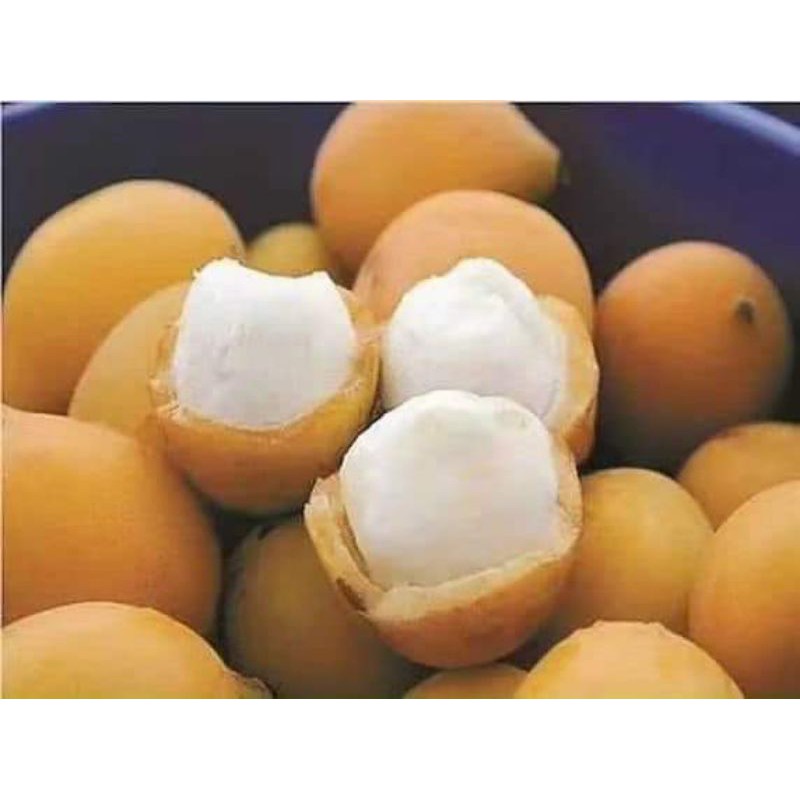 Cây Măng Cụt Vàng - Quả Achacha