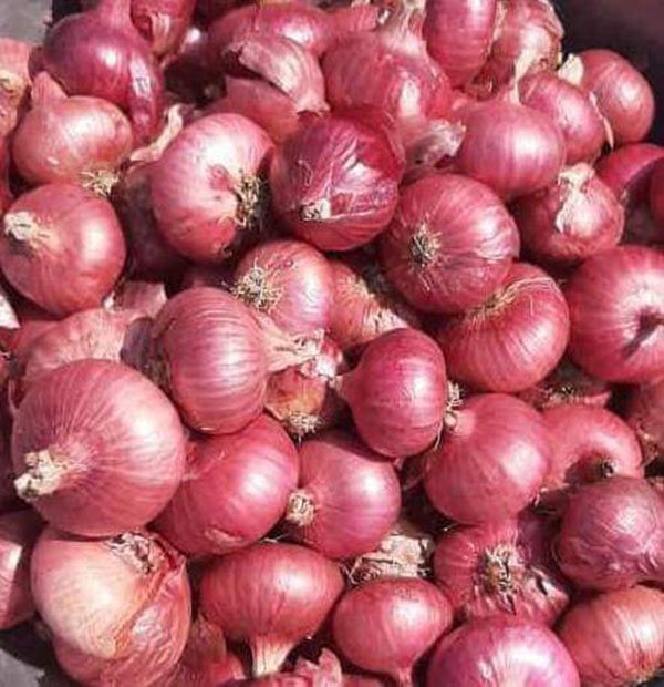 Hành Tím Khô- Hành Tím Ấn Độ củ to bọc túi lưới