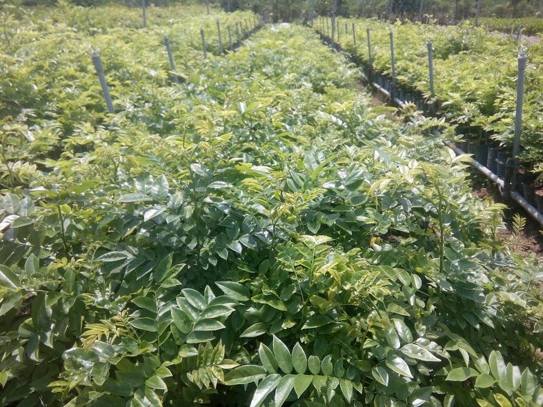 Combo 5 Cây sưa đỏ giống- cao 40-50cm