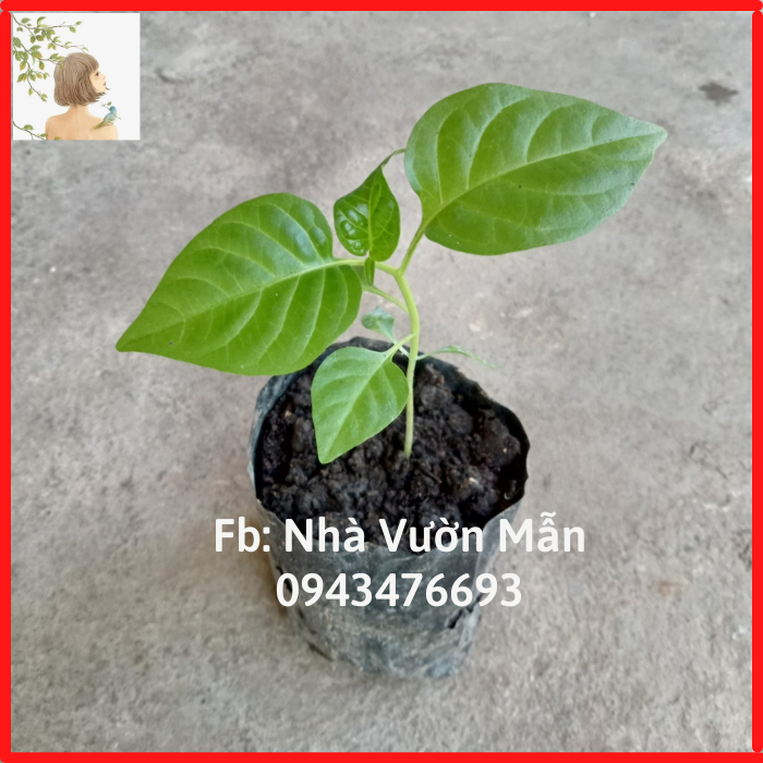 Cây Ớt Habanero Yellow Siêu Cay