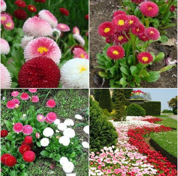Hạt giống hoa Cúc Anh Mix Bellis Perennis nhiều màu