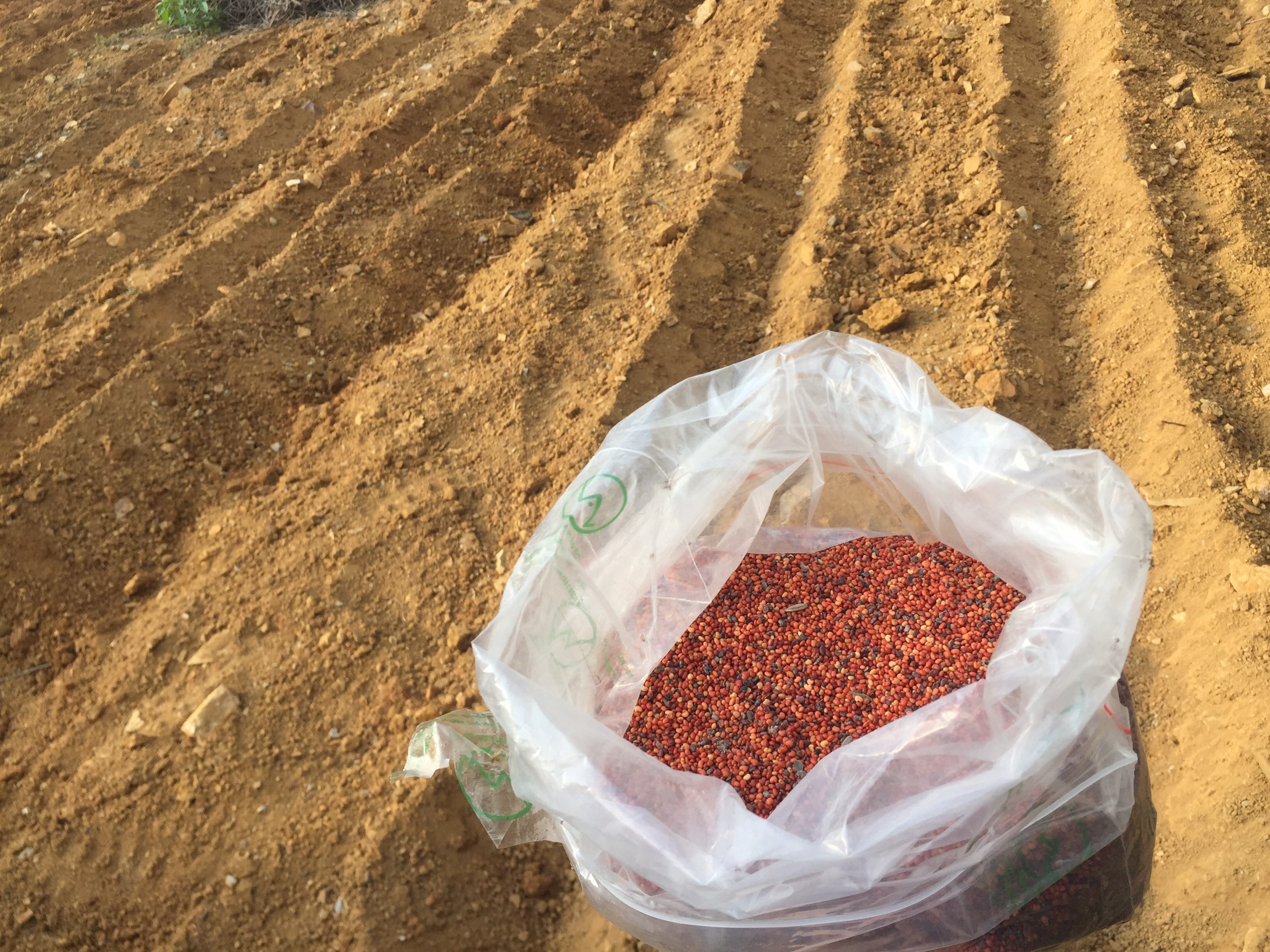 Hạt giống Muồng Vàng cải tạo đất - 1kg