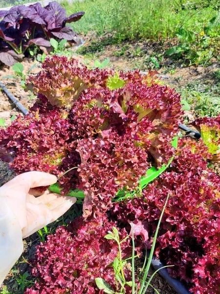 Hạt giống xà lách xoăn tím gói 5gr
