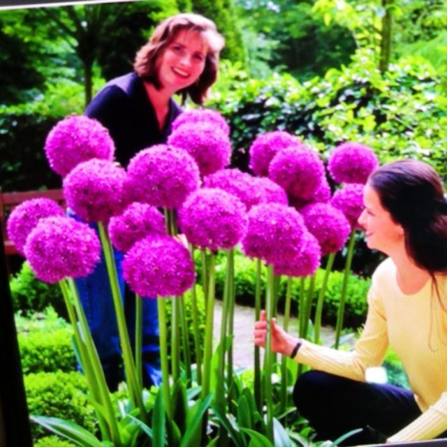 35B Gói 50 Hạt Giống Hành Hoa Tím Nở Hoa Quanh Năm Kéo Dài 2-3 Năm