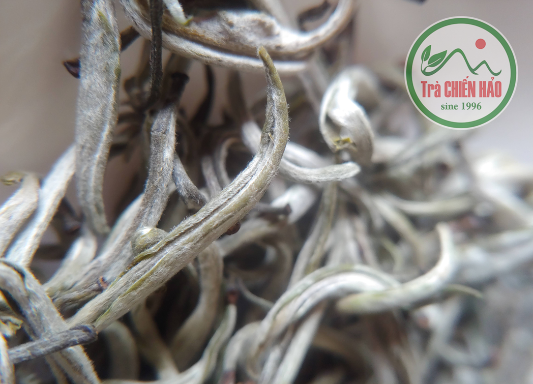 100g bạch trà shan tuyết.Trà Chiến Hảo
