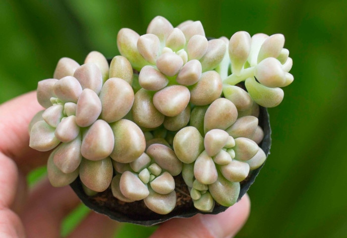 Sen đá kim tuyến size bầu 3-5cm