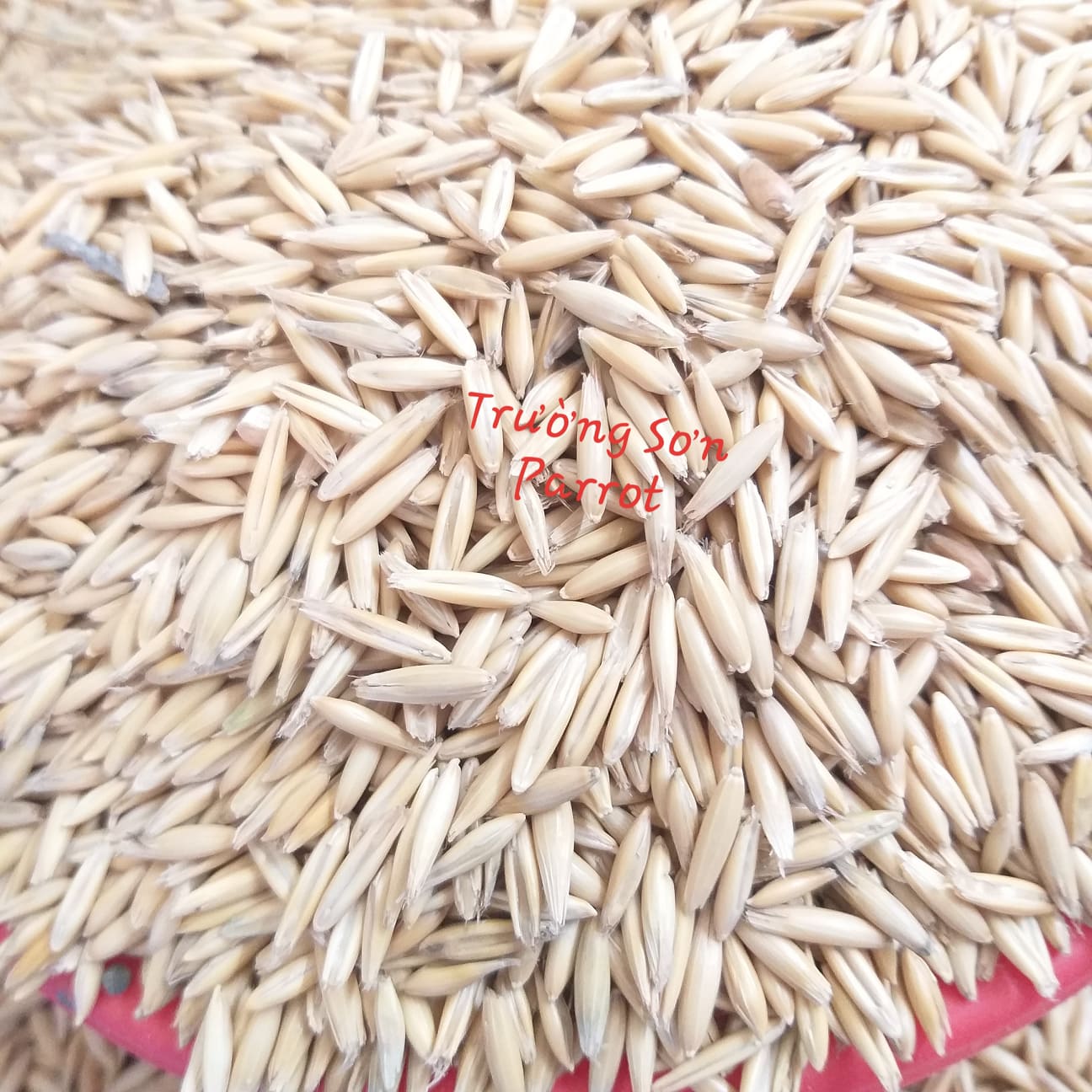500g hạt yến mạch nguyên vỏ cho chim vẹt, chim cảnh, gà, các dòng ăn ngũ cốc, chuột, hamster...
