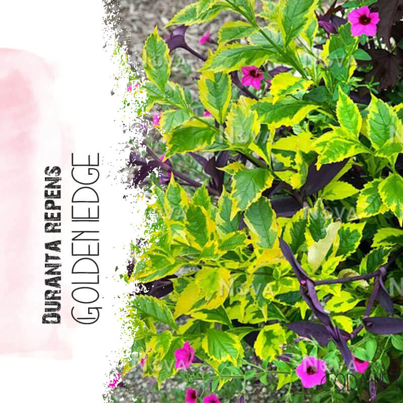 Cây Duranta repens Golden Edge chậu nhựa
