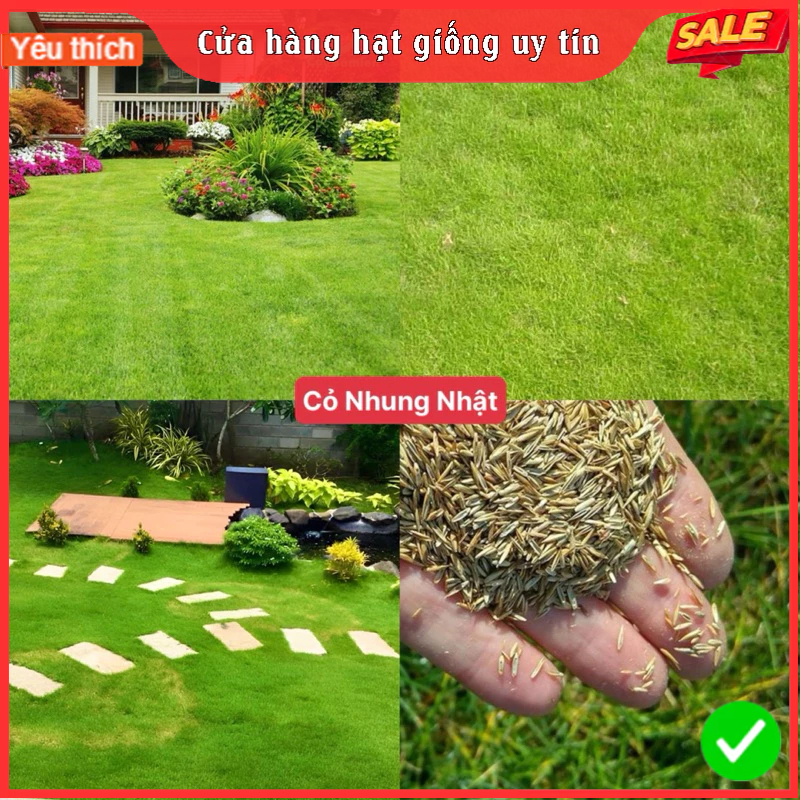 Combo 2 gói Hạt giống cỏ nhung nhật ,cỏ thảm cảnh 50gram/gói-nãy mầm 85%