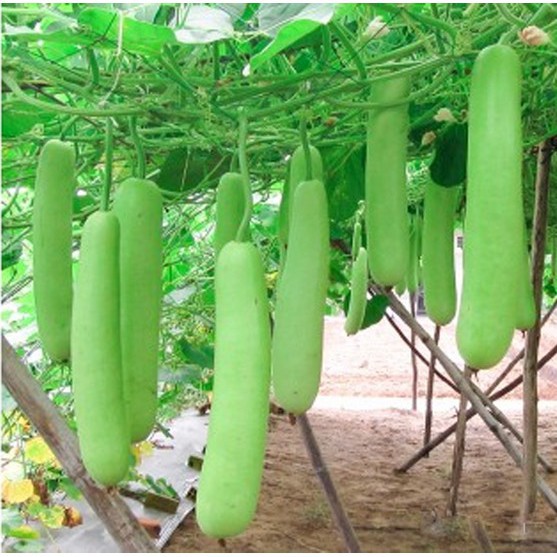 Hạt giống bầu trắng ngon ngọt