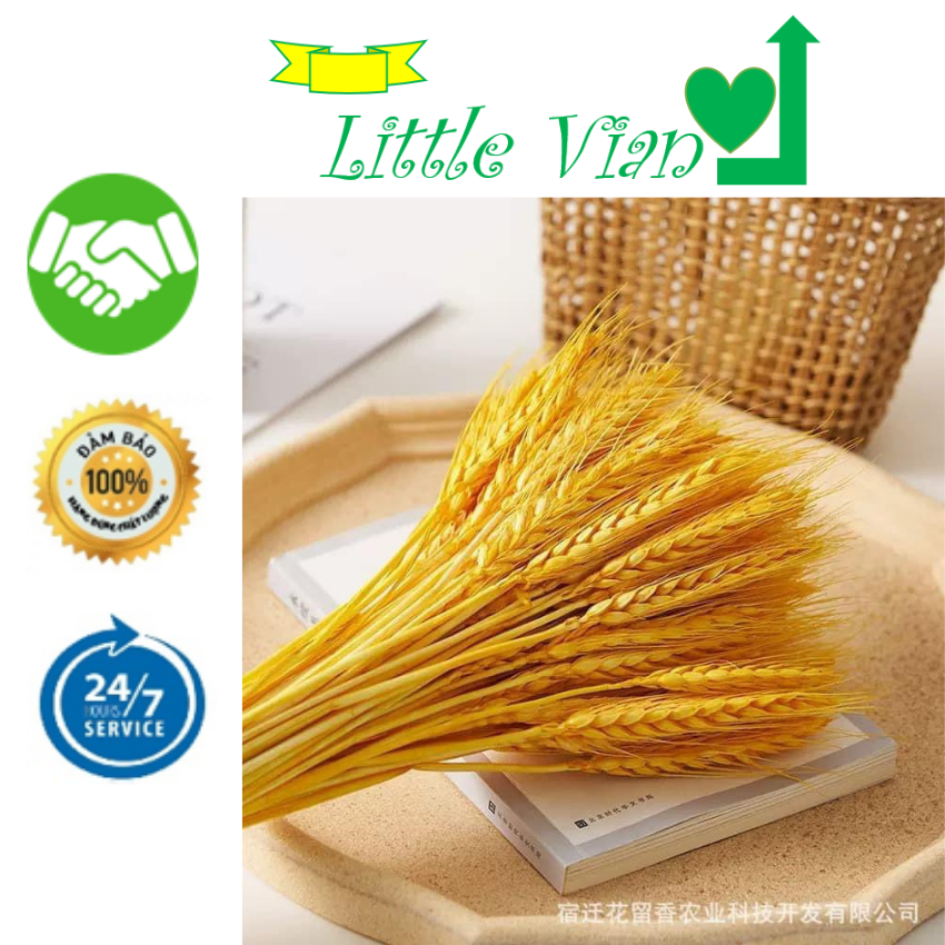 [Free ship]Bông lúa mạch vàng khô decor trang trí tết phong cách truyền thống mang may mắn tài lộc hot 2022