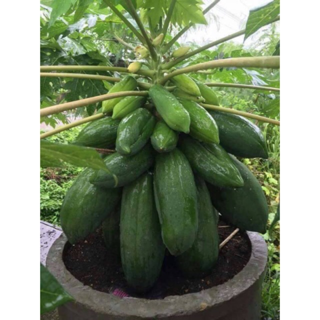 Hạt giống Đu Đủ Siêu Lùn Quả Dài hàng Thái