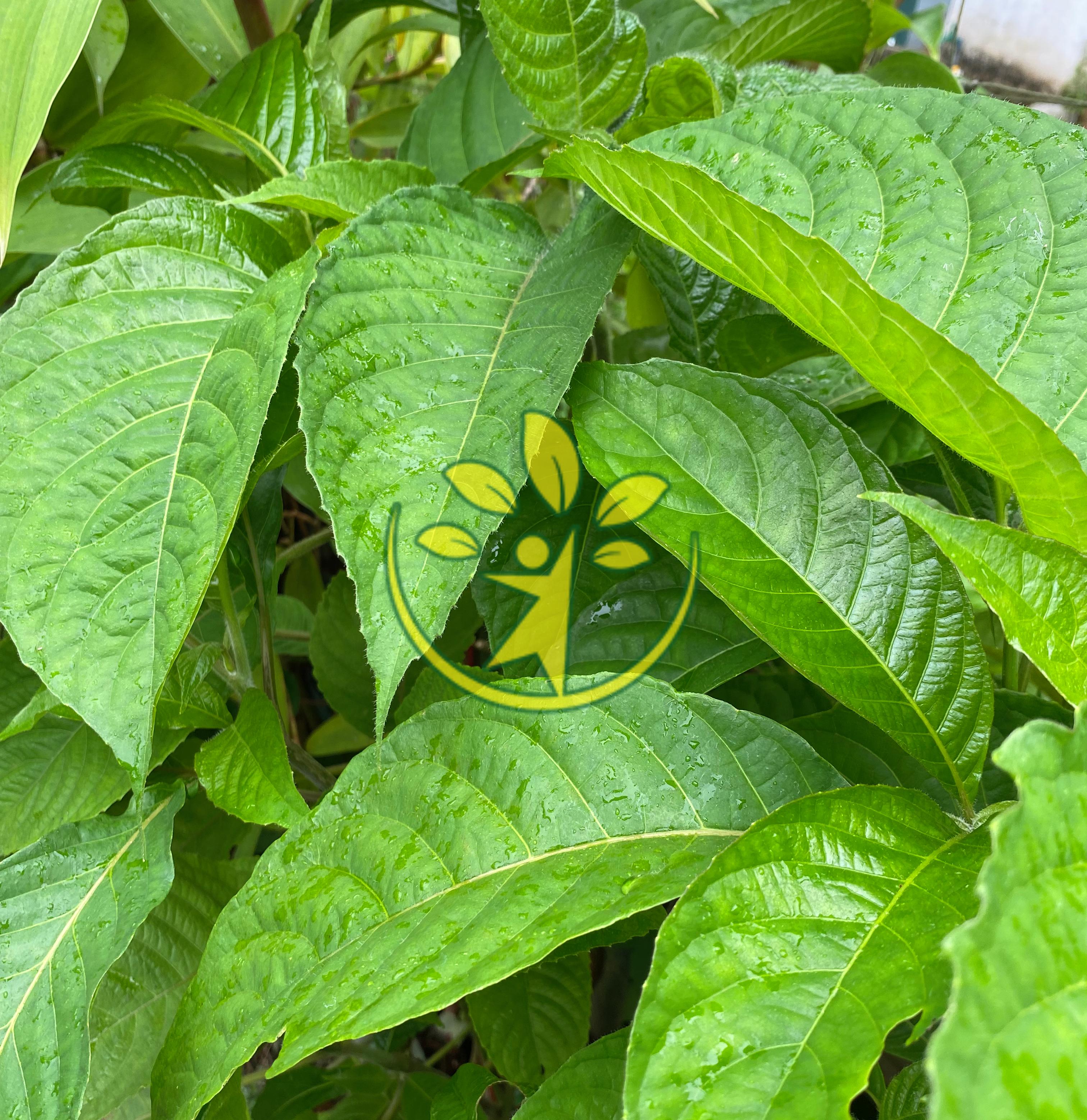 Bầu giống cây chè khổng lồ làm thức ăn vô cùng tốt cho sức khỏe gia súc - Tặng cây hoàn ngọc đỏ