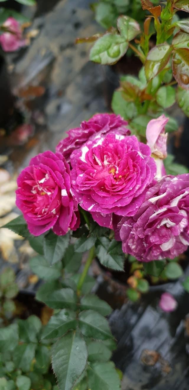 Hoa hồng Ngoại Scented Jewel Rose