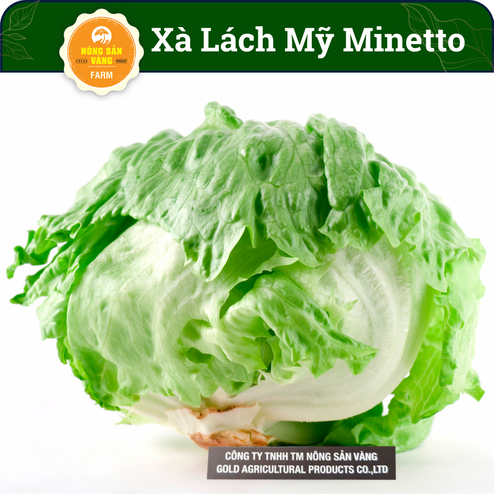 Seeds lettuce American Minetto seeds high germination