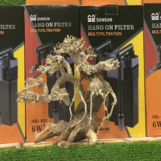 Cây bonsai mini cho hồ thủy sinh