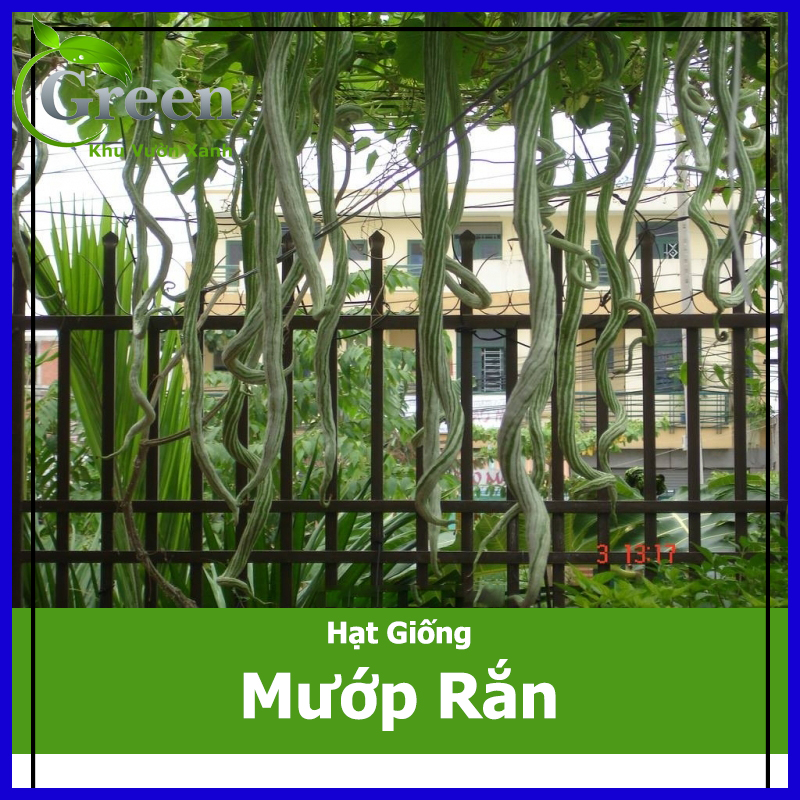 Hạt giống mướp rắn trái dài