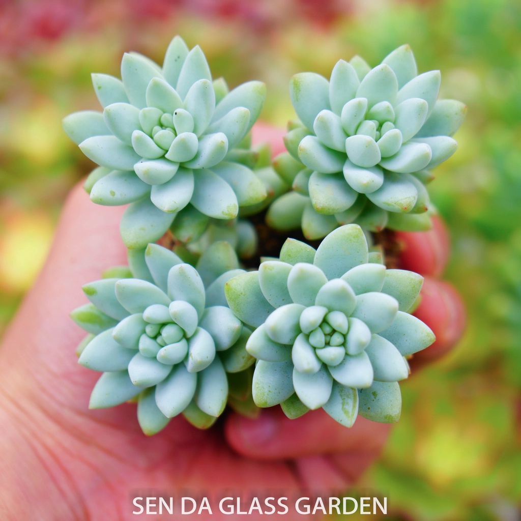 Sen đá chuỗi ngọc lam size glass garden mini 3-4cm, sen đá mini đà lạt
