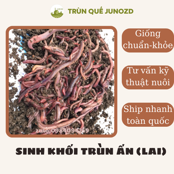 Combo 5 kg Sinh khối trùn Quế xử lý rác hữu cơ 170K bao ship toan quoc