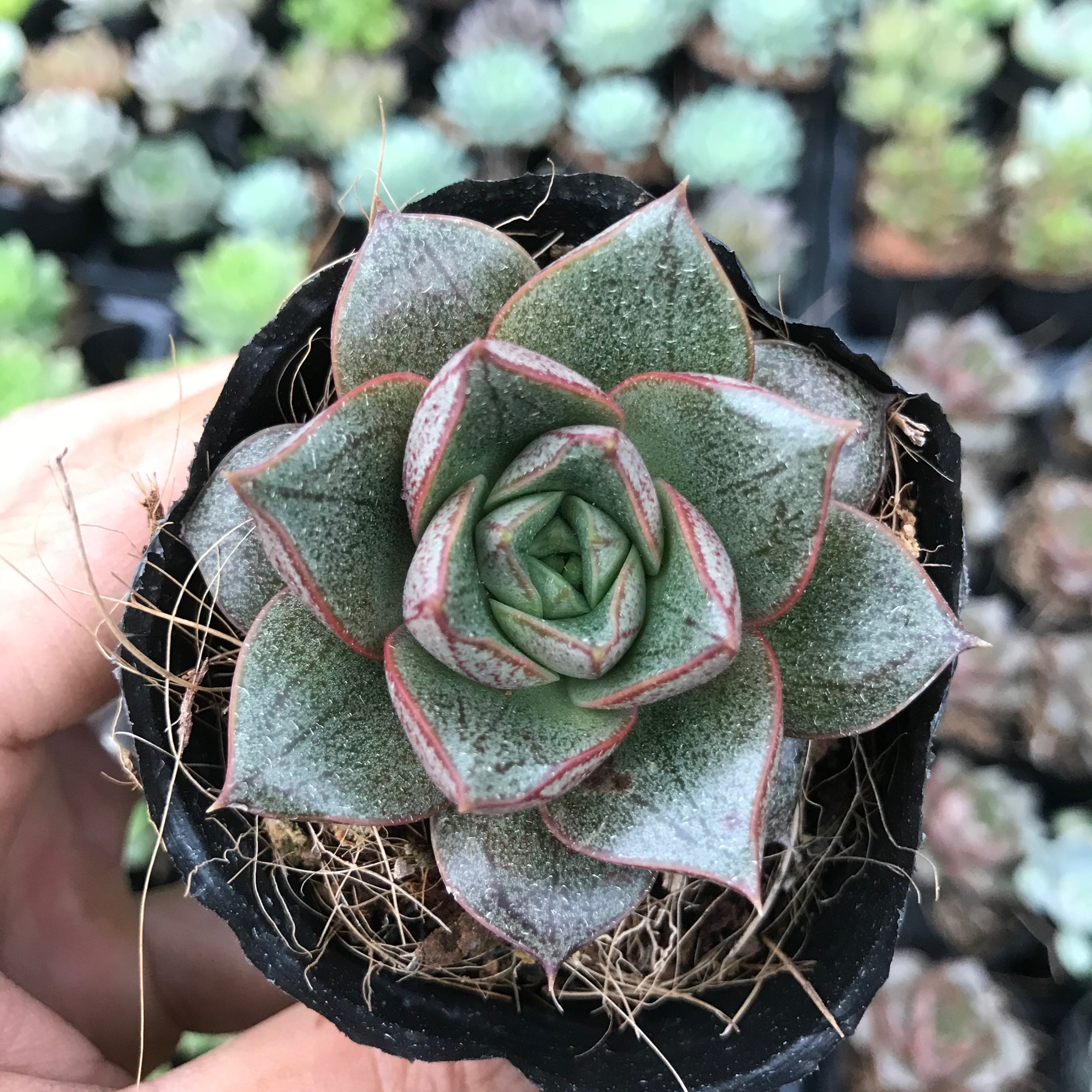 Sen hoa hồng đen, sen đá có ý nghĩa cho một tình bạn, tình yêu vĩnh cửu, về phong thủy nó còn mang ý nghĩa sung túc và đầm ấm trong gia đình