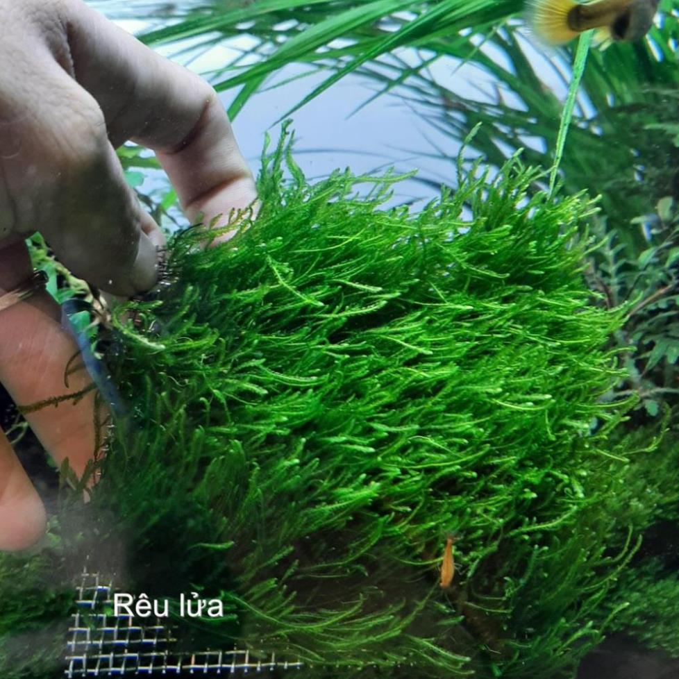 Rêu Flame thủy sinh