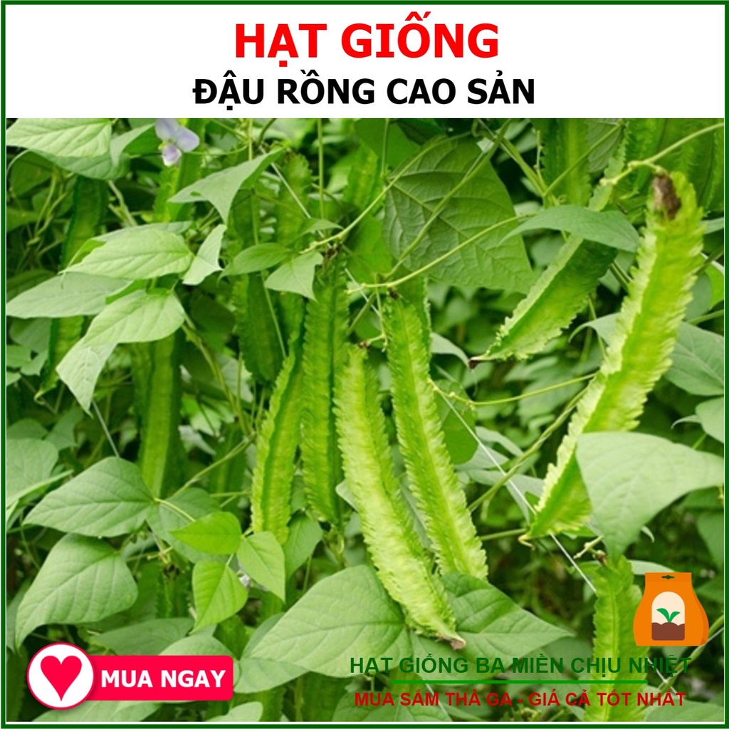 10g - hạt giống đậu rồng thái sai trái, đặc ruột