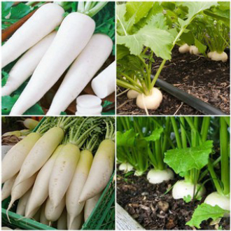 Hạt giống củ cải lu bú củ cải trắng