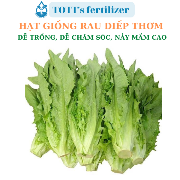 Hạt giống rau diếp thơm dễ trồng TOTT's fertilizer