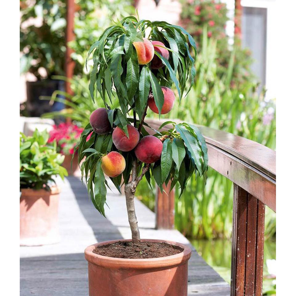 Cây Giống Đào Nhật Bản Ăn Trái Cho Trái Lớn