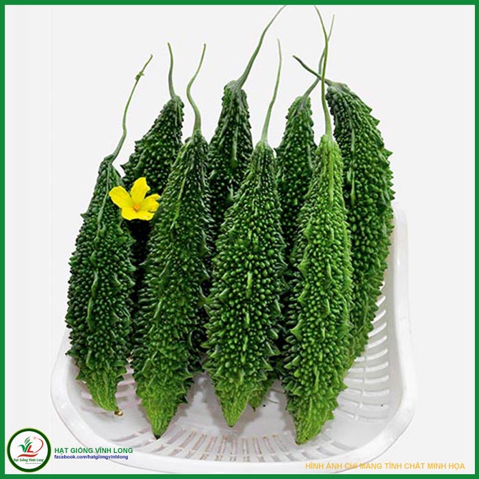 Hạt giống khổ qua xanh trái dài rd 253 - 5 hạt
