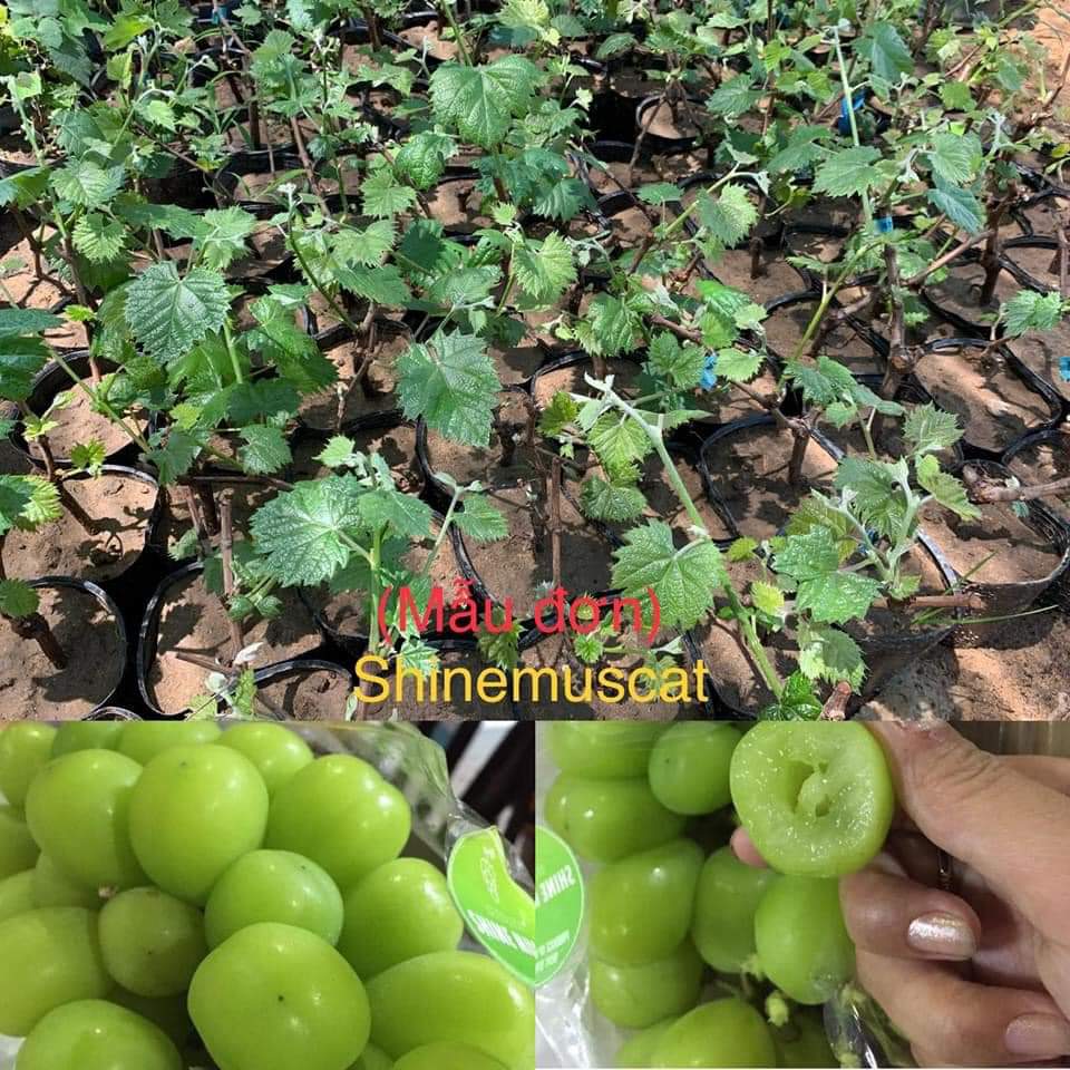 Nho mẫu đơn-cây giống-tặng kèm phân bón