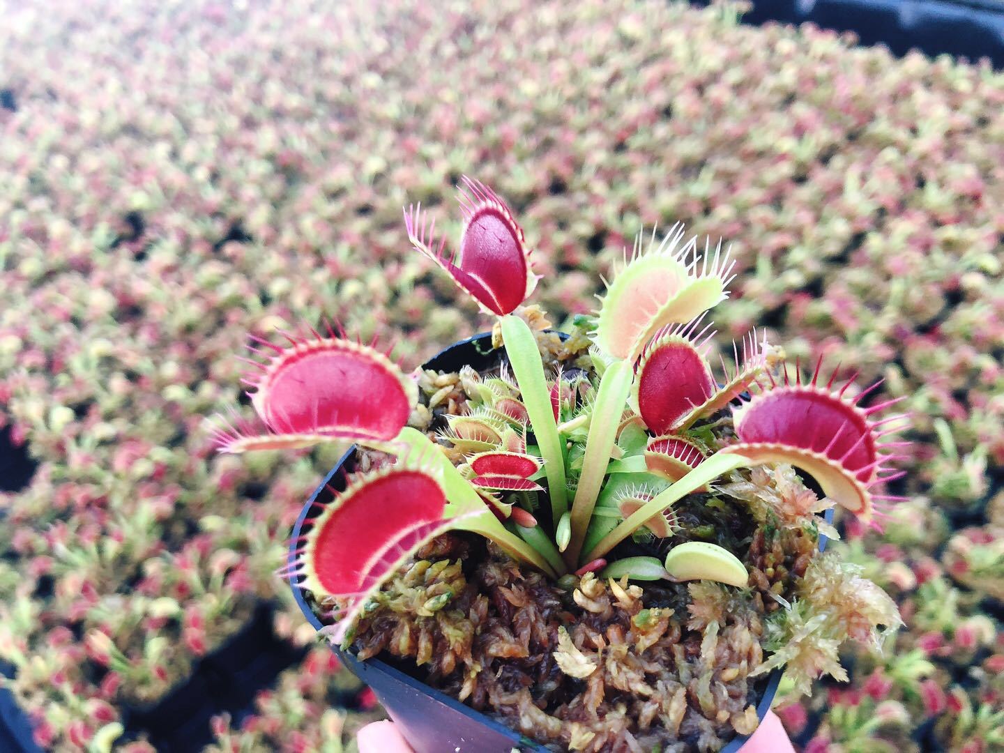 Cây ăn thịt venus flytrap