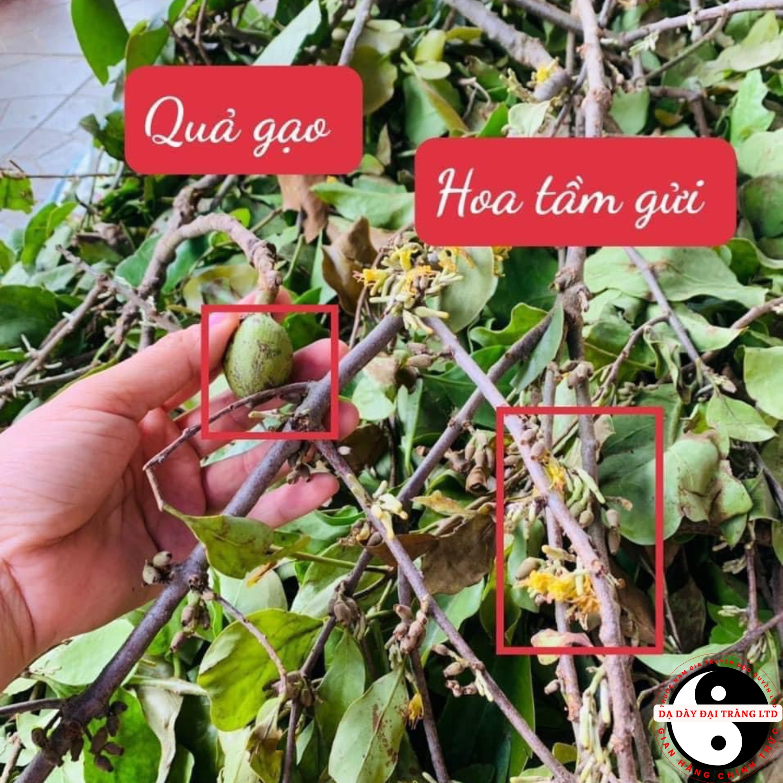 Tầm gửi cây gạo tía khô được lấy trực tiếp từ cây gạo trong rừng Tây Bắc, không qua trung gian