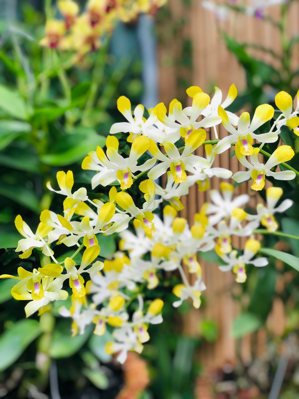 Hoa Lan Dendro Nắng Banana Alowana, hoa thơm, chậu cây trưởng thành, nhiều thân, sắp có ngồng hoa