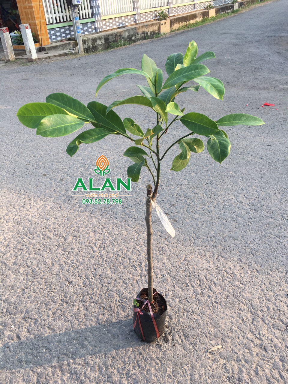 Cây mít tố nữ siêu đẹp