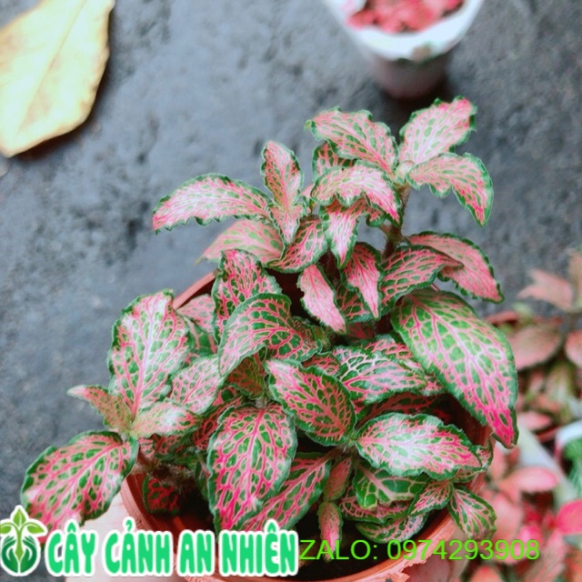 Cẩm Nhung (lá may mắn) đỏ đậm