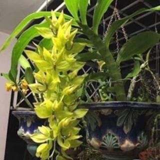 Lan thiên nga màu xanh hàng cây giống 12 tháng tuổi hàng thuần tại vườn