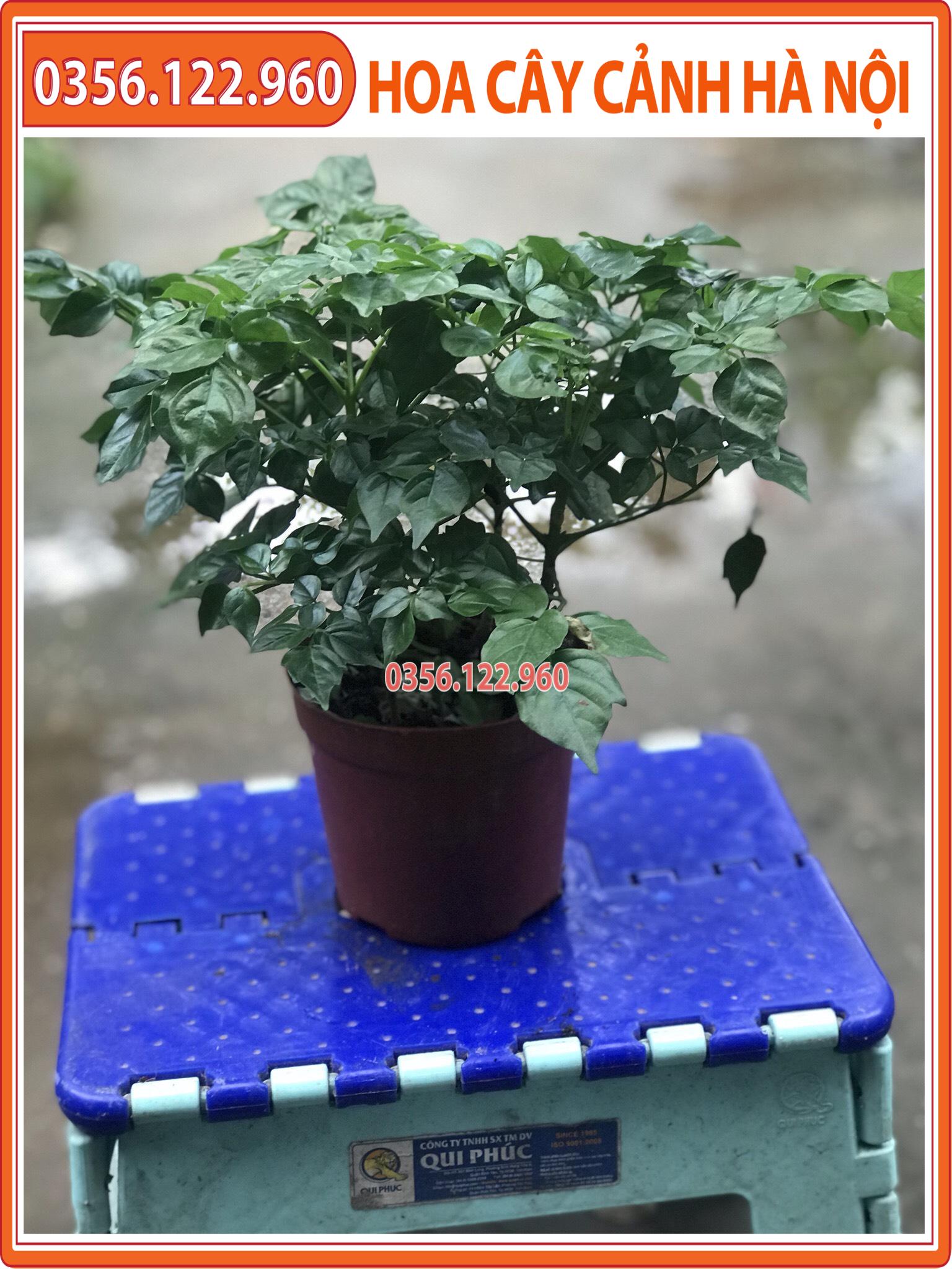 Cây hạnh phúc để bàn