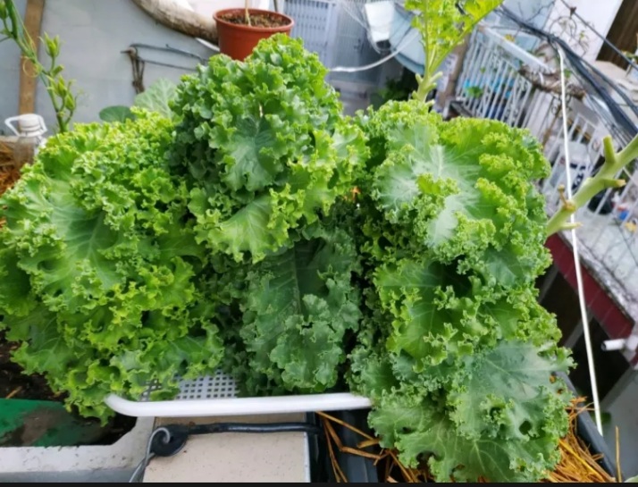 Hạt giống cải xoăn kale 5gram