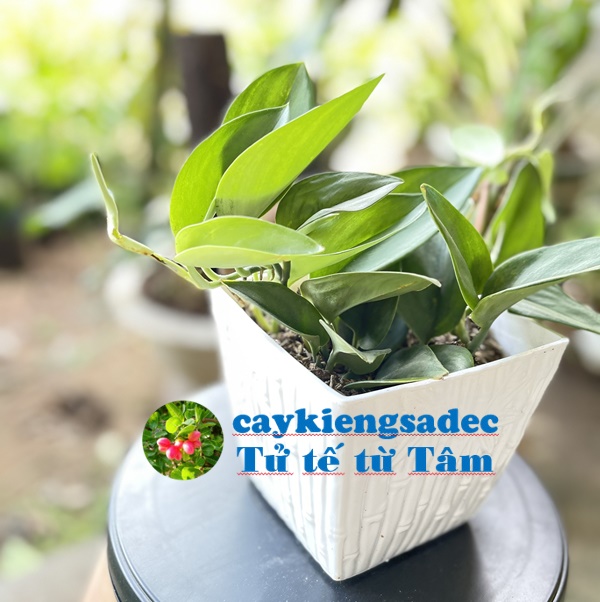 caykiengsadec - Trầu bà thái giống mới + tặng phân bón + hoa kiểng lá - cây phong thủy - trang trí nội thất cảnh quan sân vườn ngoài trời